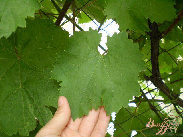 Фото приготовление рецепта: Листья виноградные для долмы шаг №1