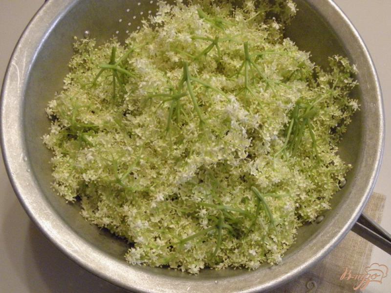 Фото приготовление рецепта: Заготовка соцветий бузины на зиму шаг №1