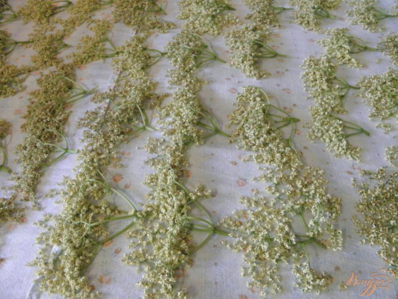 Фото приготовление рецепта: Заготовка соцветий бузины на зиму шаг №3