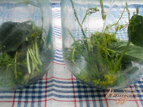 Огурцы маринованные на зиму Огурцы маринованные на зиму