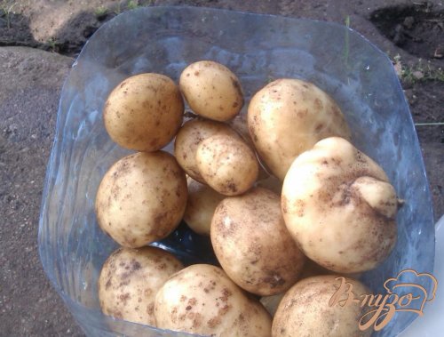 Картофель Дачный Картофель Дачный