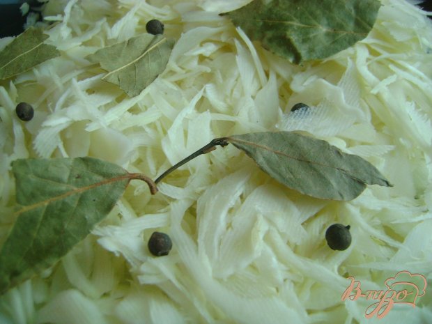 Квашеная капуста с яблоками Квашеная капуста с яблоками