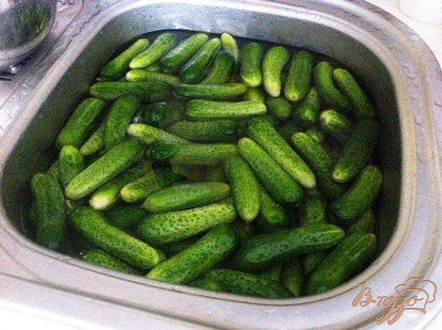 Огурцы в соусе на зиму. На сколько замачивают огурцы в холодной. Огурцы для засолки. Малосольные огурцы быстрого приготовления с чесноком и укропом. Помытый огурец.