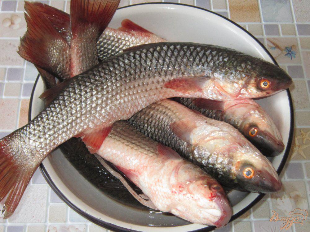 Пеленгас рыба что за рыба фото
