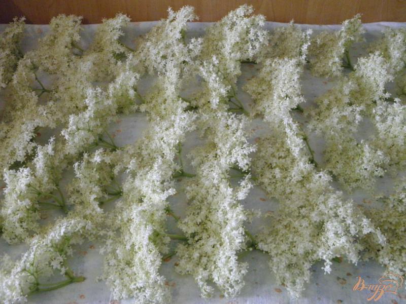 Фото приготовление рецепта: Заготовка соцветий бузины на зиму шаг №2
