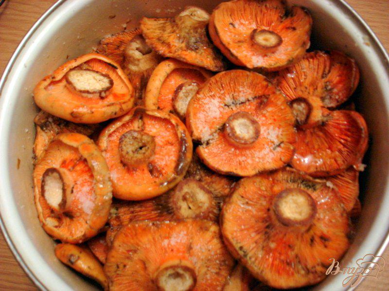 Фото приготовление рецепта: Засолка грибов рыжиков холодным способом шаг №4