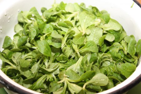 Зеленый салат с козьим сыром Зеленый салат с козьим сыром