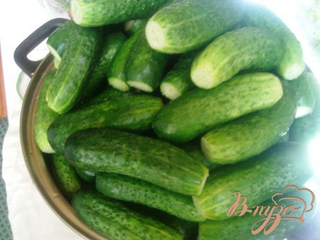 Огурчики маринованные Огурчики маринованные